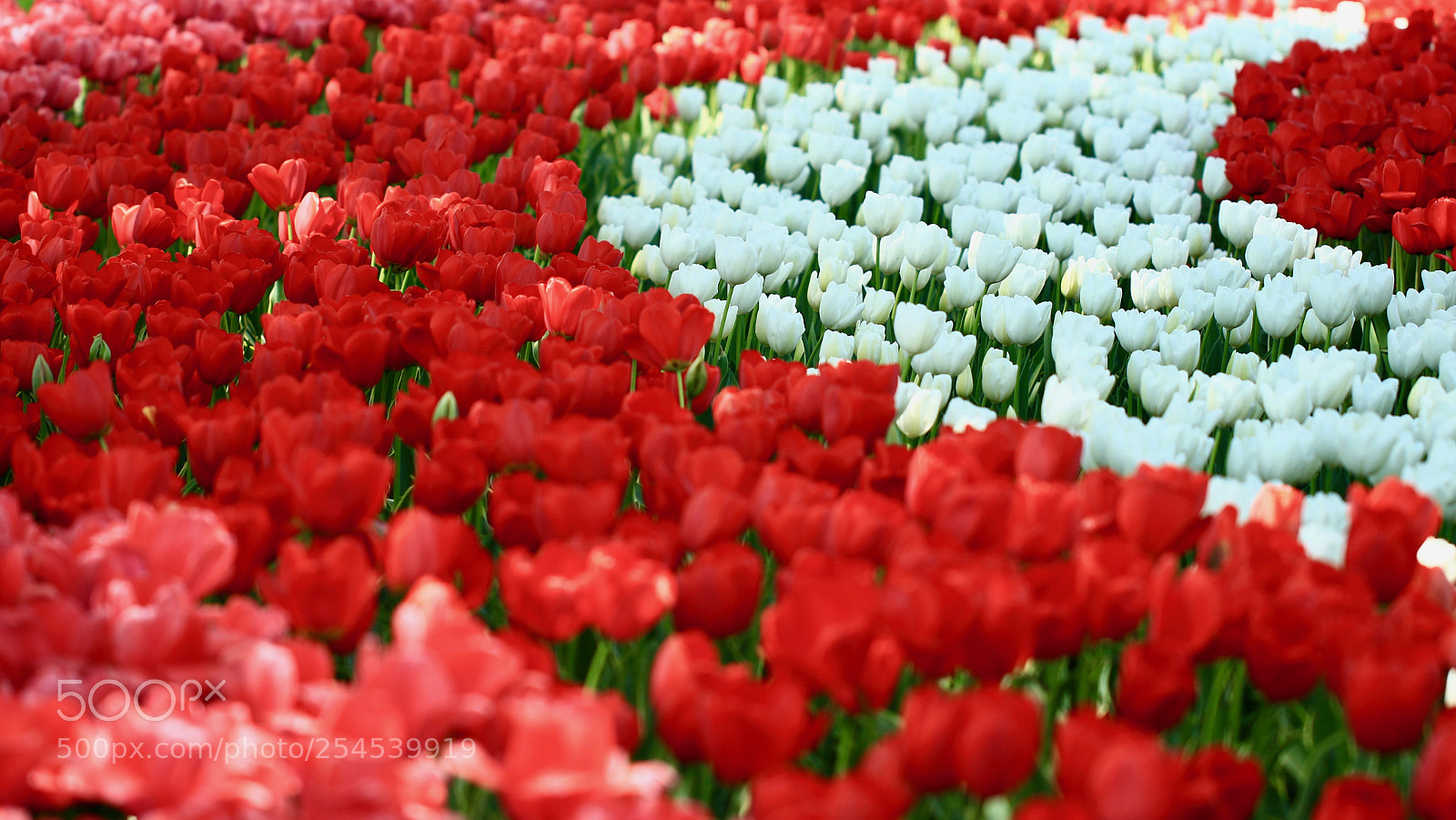 Canon EOS 700D (EOS Rebel T5i / EOS Kiss X7i) sample photo. Joyful waves... photography