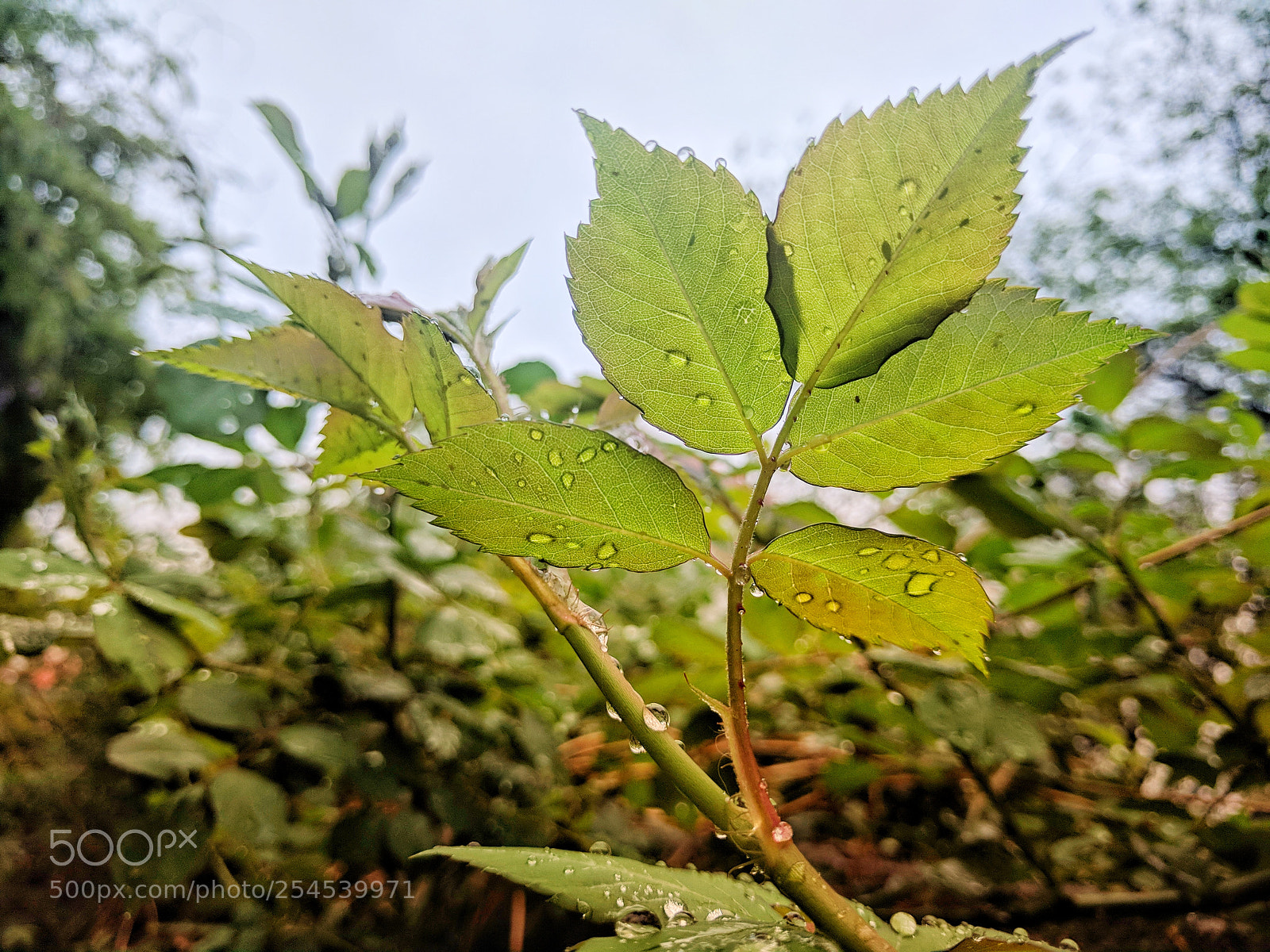 Google Nexus 6P sample photo. Untitled photography