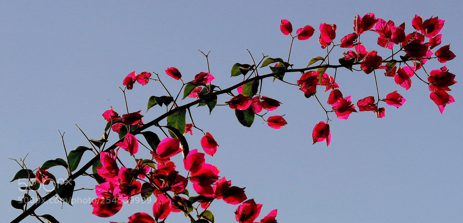 Canon PowerShot SX60 HS sample photo. Bouganviile in the sky ... photography