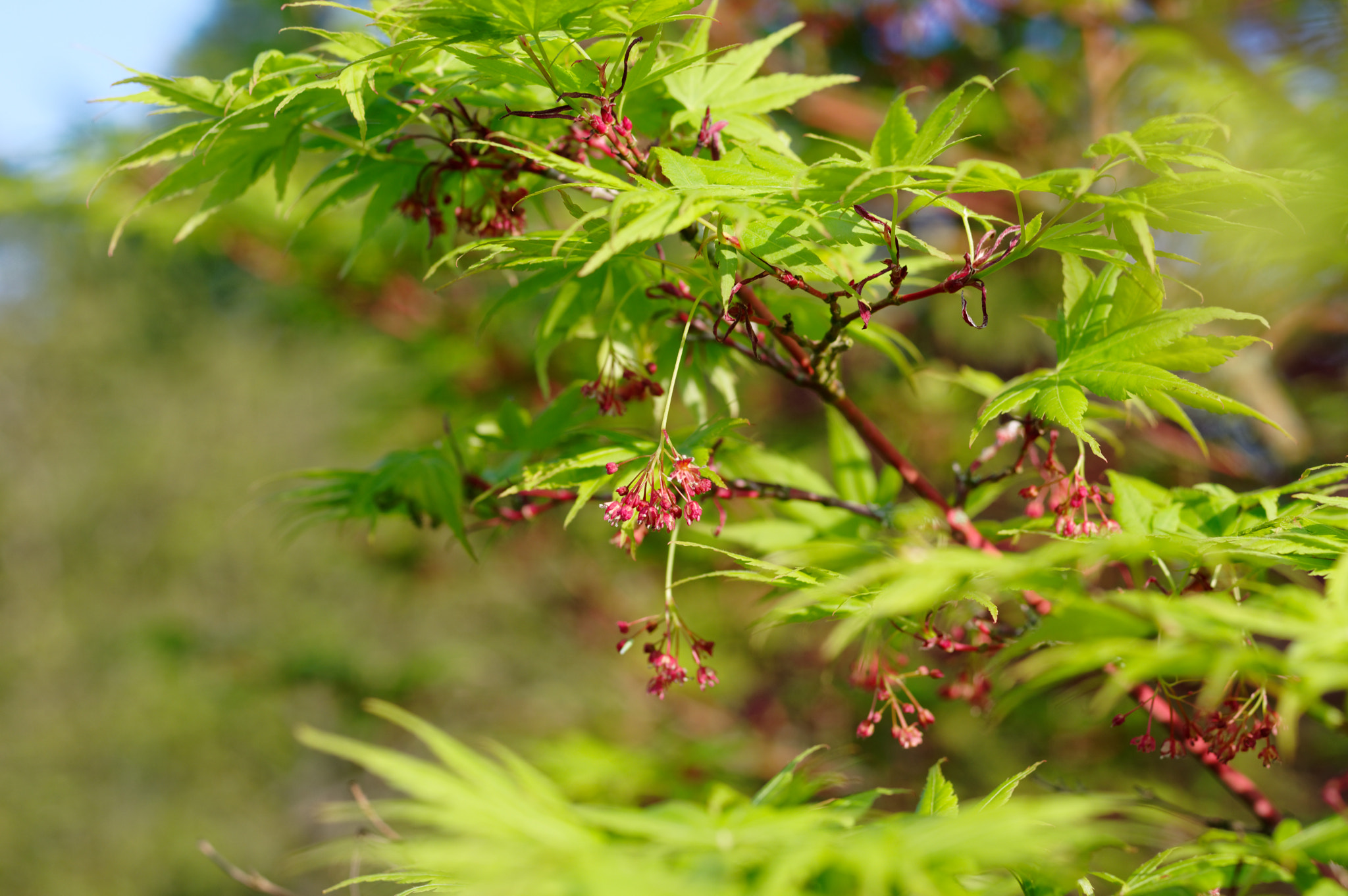 Pentax K-3 II sample photo. Pentax 50mm macro , acer foilage. photography