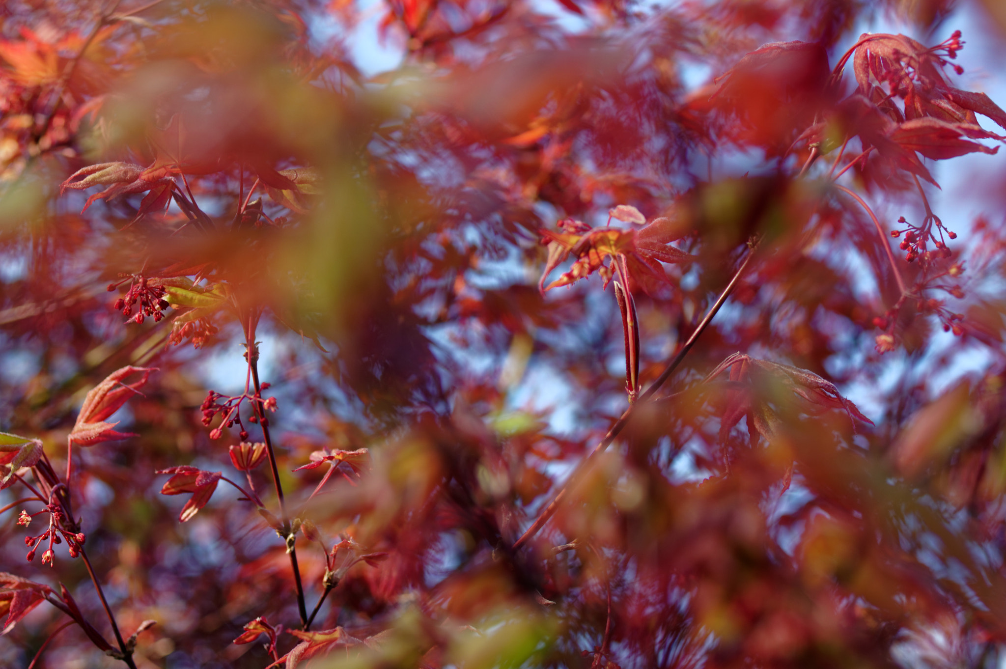 Pentax K-3 II sample photo. Pentax 50mm macro , acer foilage. photography