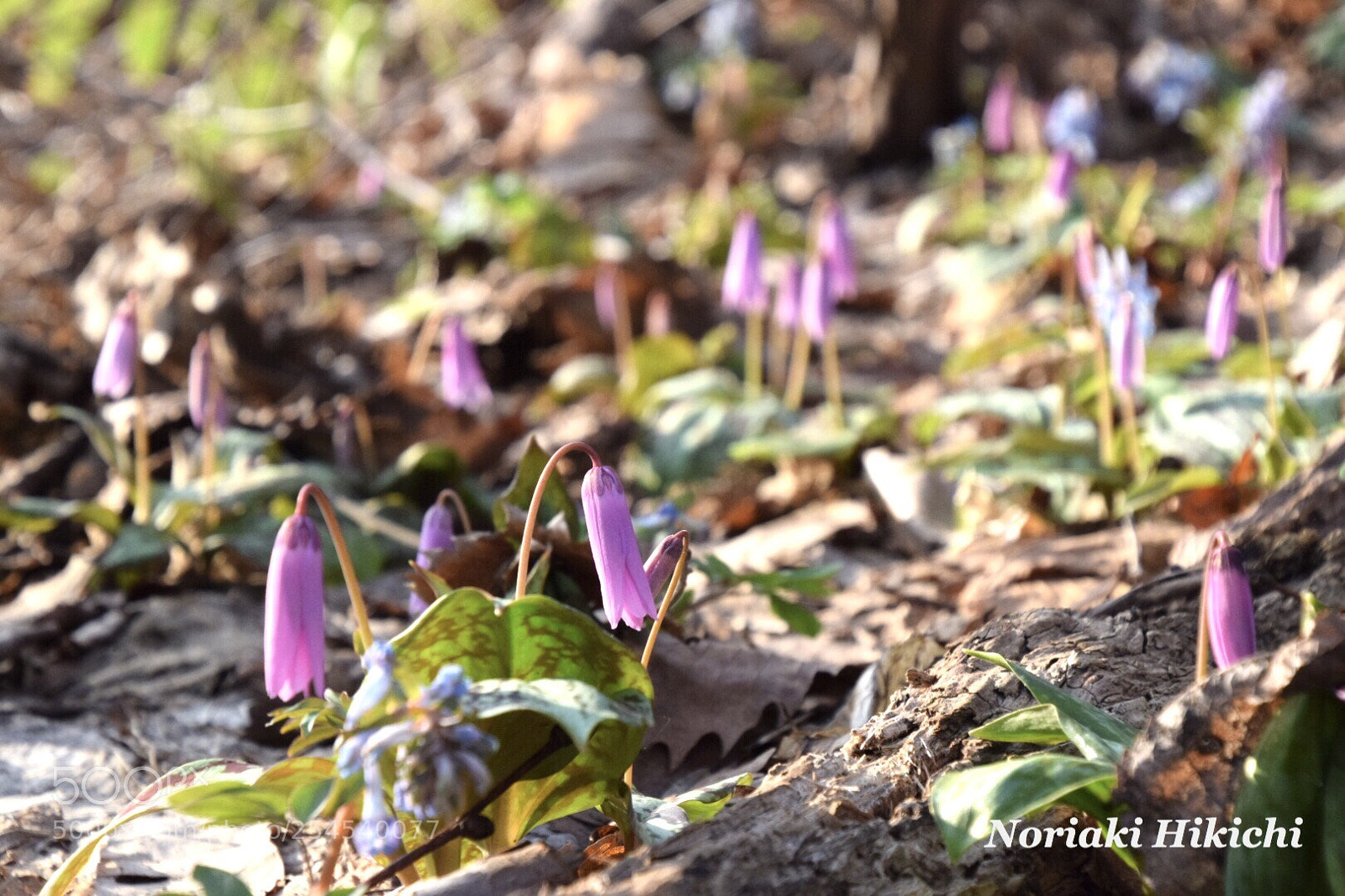Nikon D5300 sample photo. Katakuri flowers photography