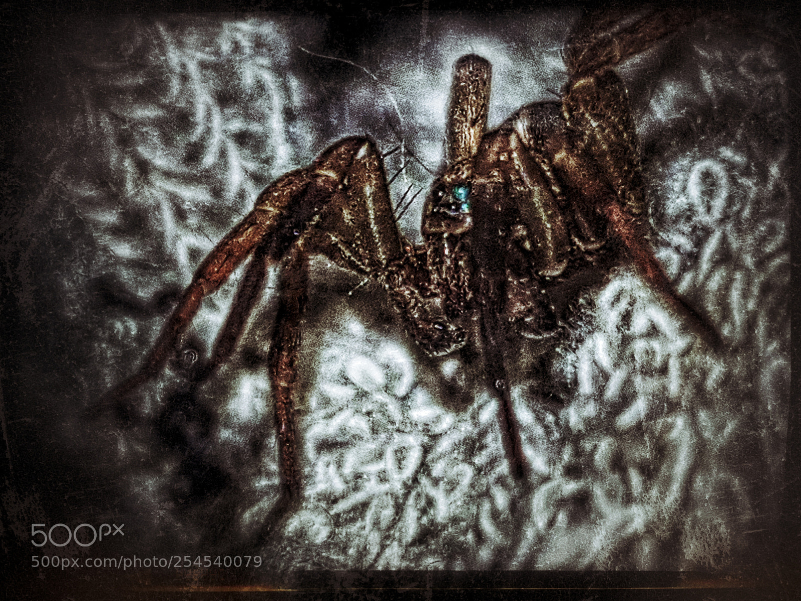 Samsung Galaxy S8 sample photo. The itsy bitsy.......eight legged photography
