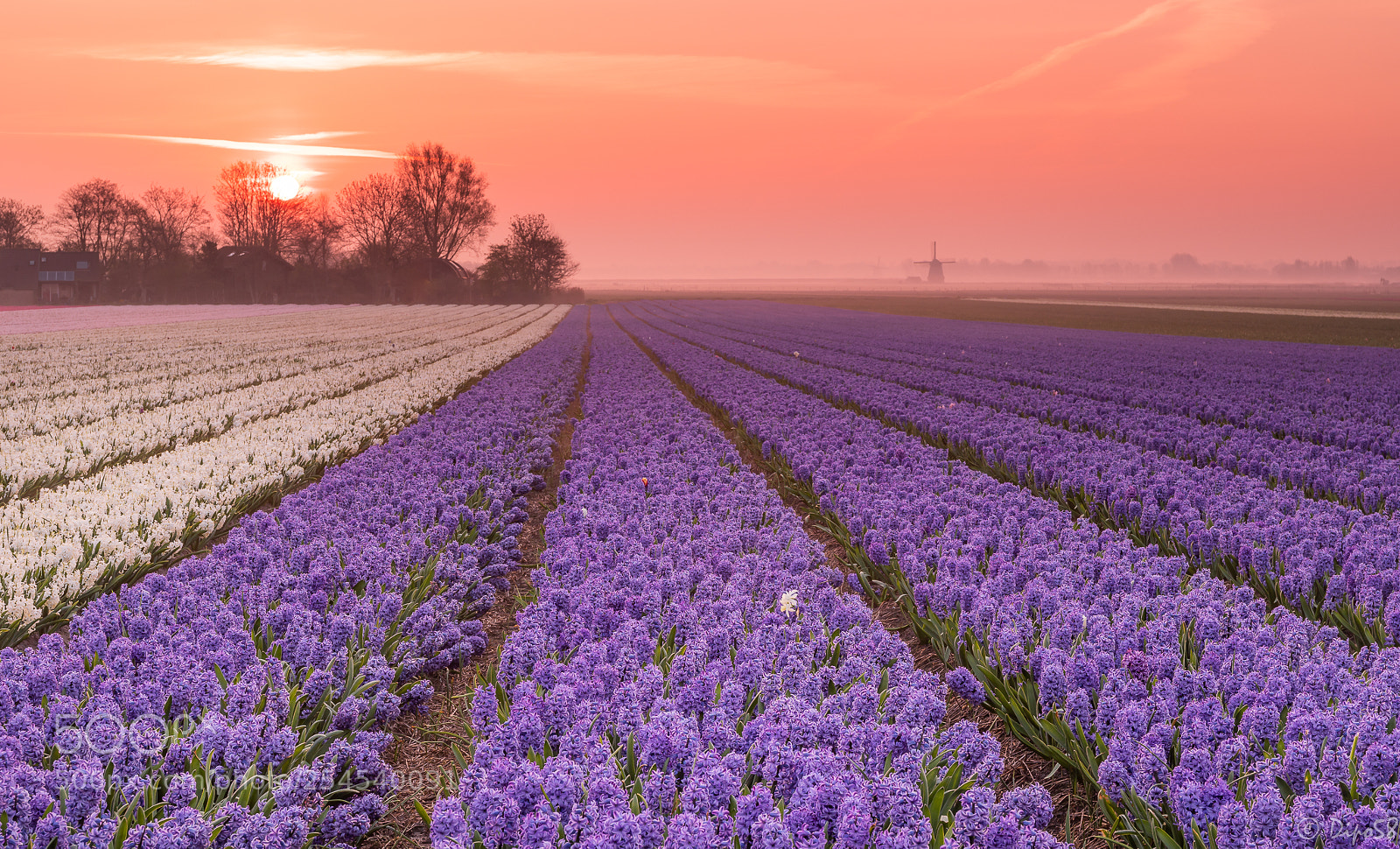 Canon EOS 6D Mark II sample photo. Sunrise over the hyacinth photography