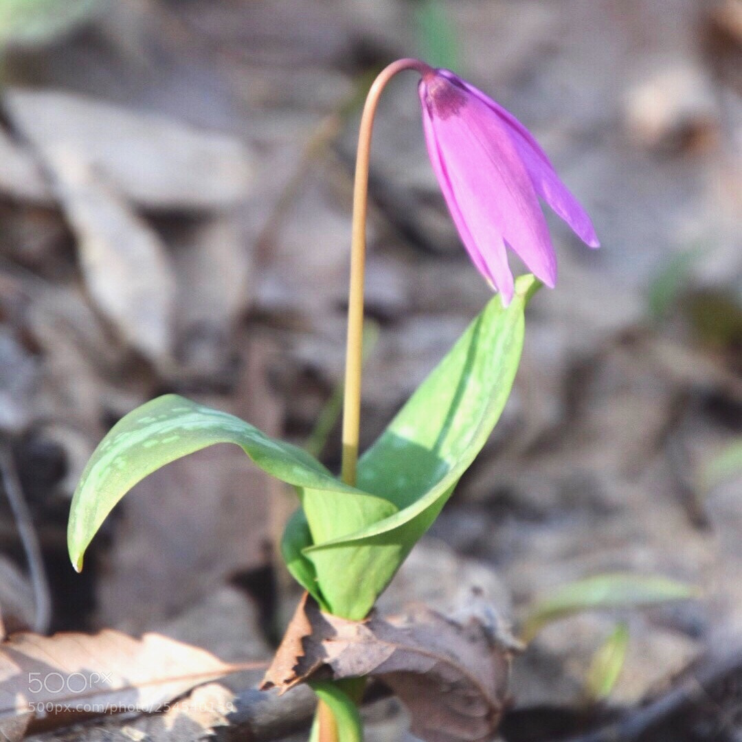 Nikon D5300 sample photo. Katakuri flowers photography
