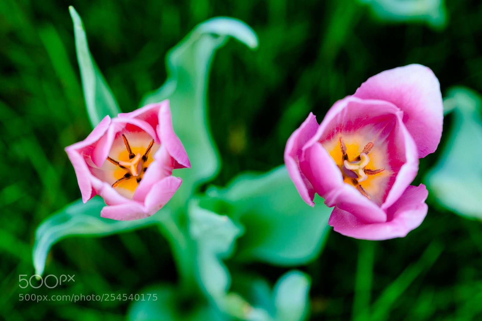 Canon EOS 5D Mark II sample photo. Tulips photography
