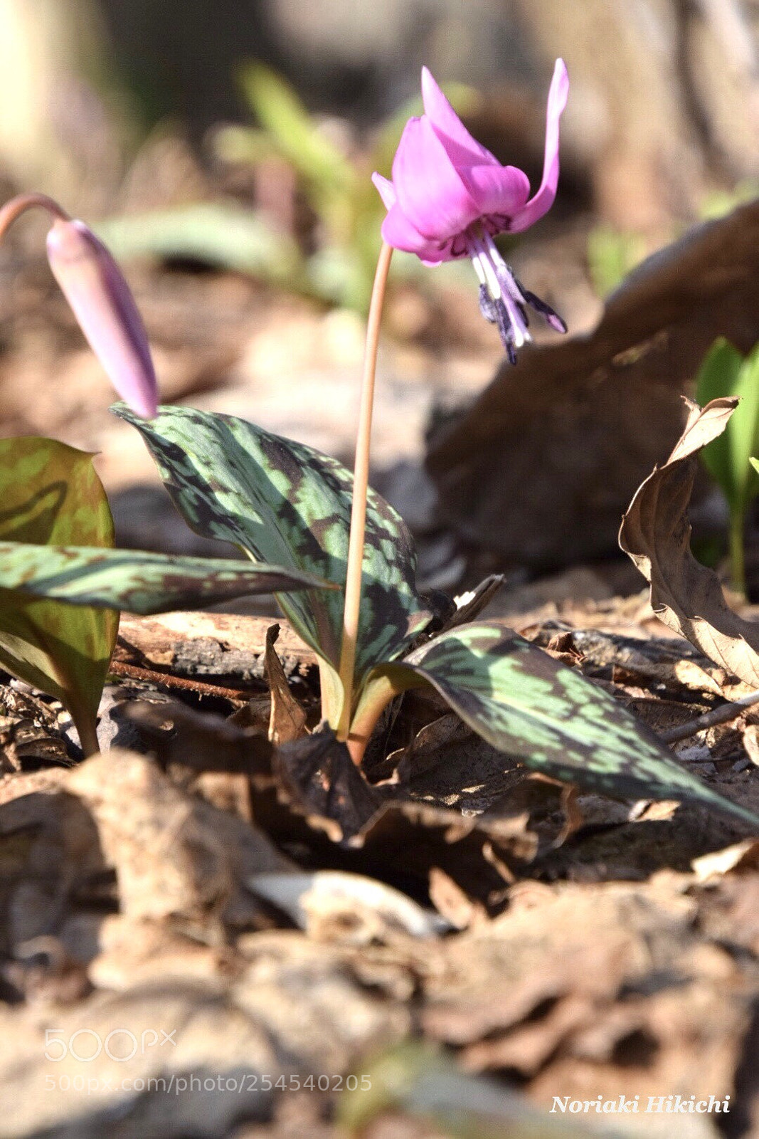 Nikon D5300 sample photo. Katakuri flowers photography