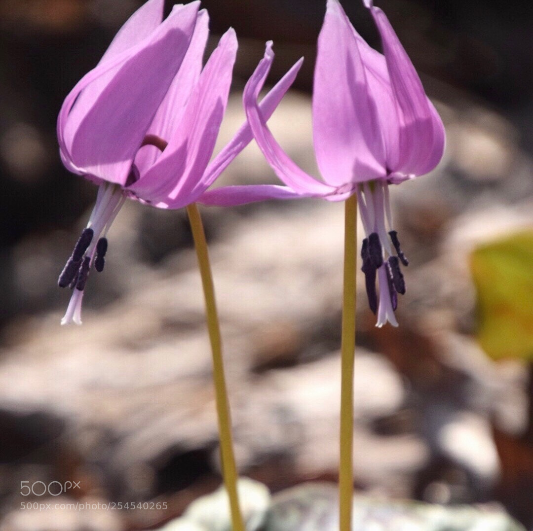 Nikon D5300 sample photo. Katakuri flowers photography