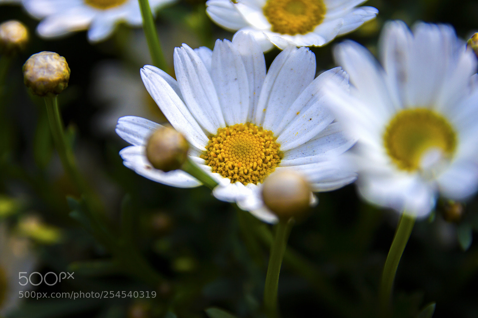 Canon EOS 60D sample photo. Yelhite photography