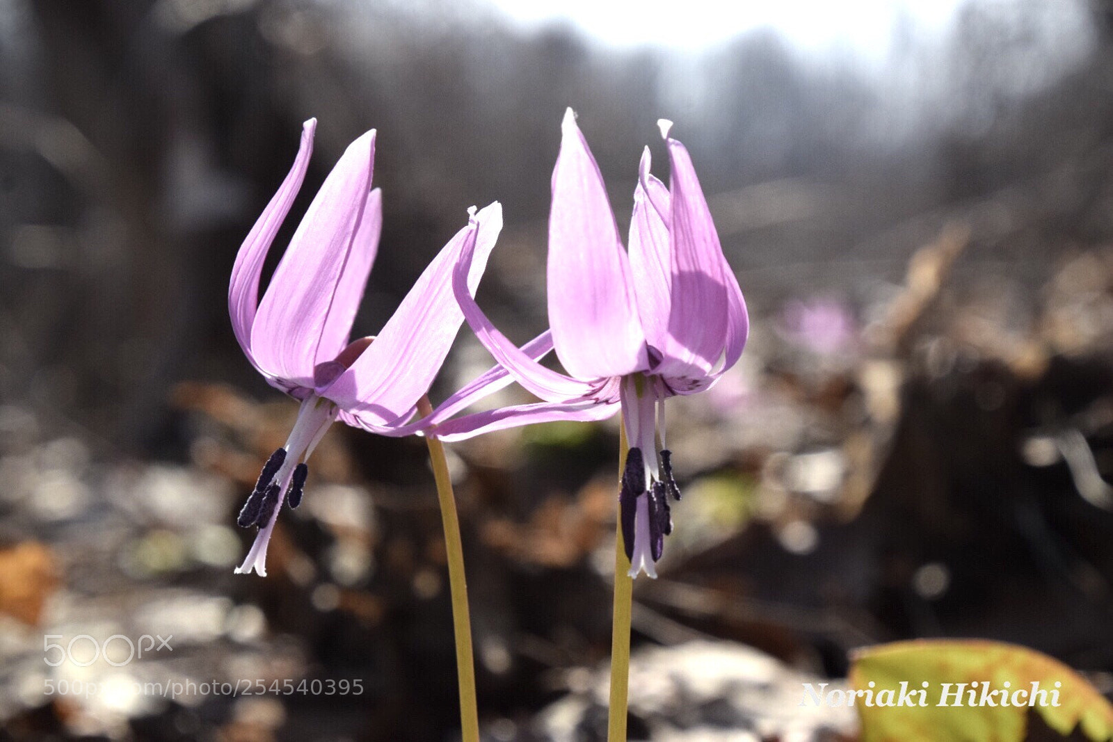 Nikon D5300 sample photo. Katakuri flowers photography