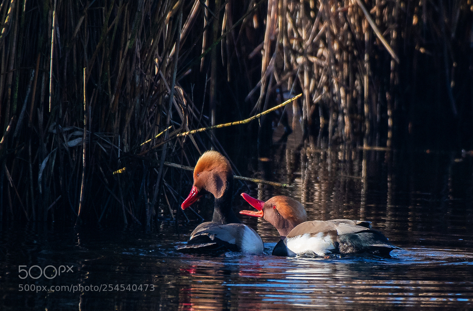 Nikon D500 sample photo. Red -crested pochard netta photography