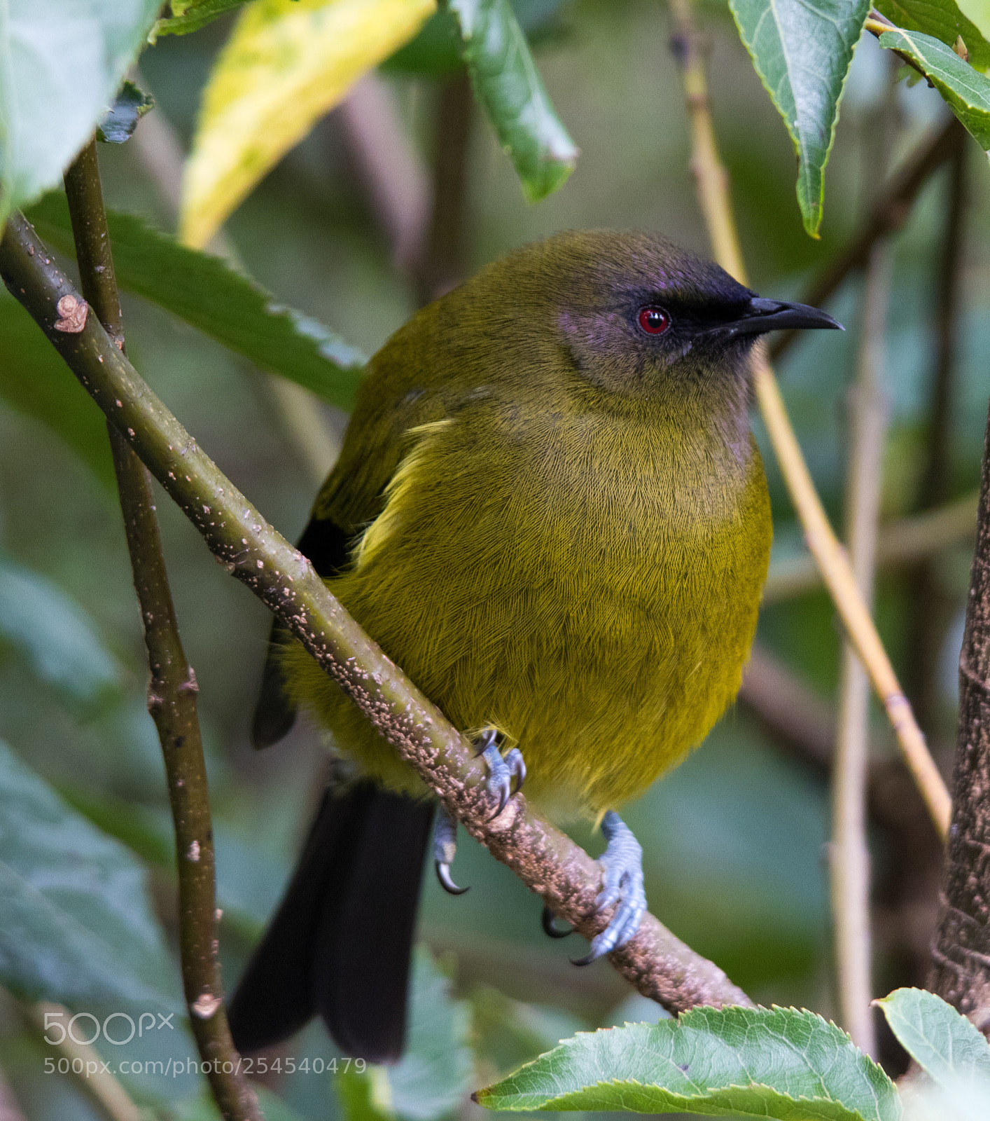 Canon EOS 7D Mark II sample photo. Bellbird photography
