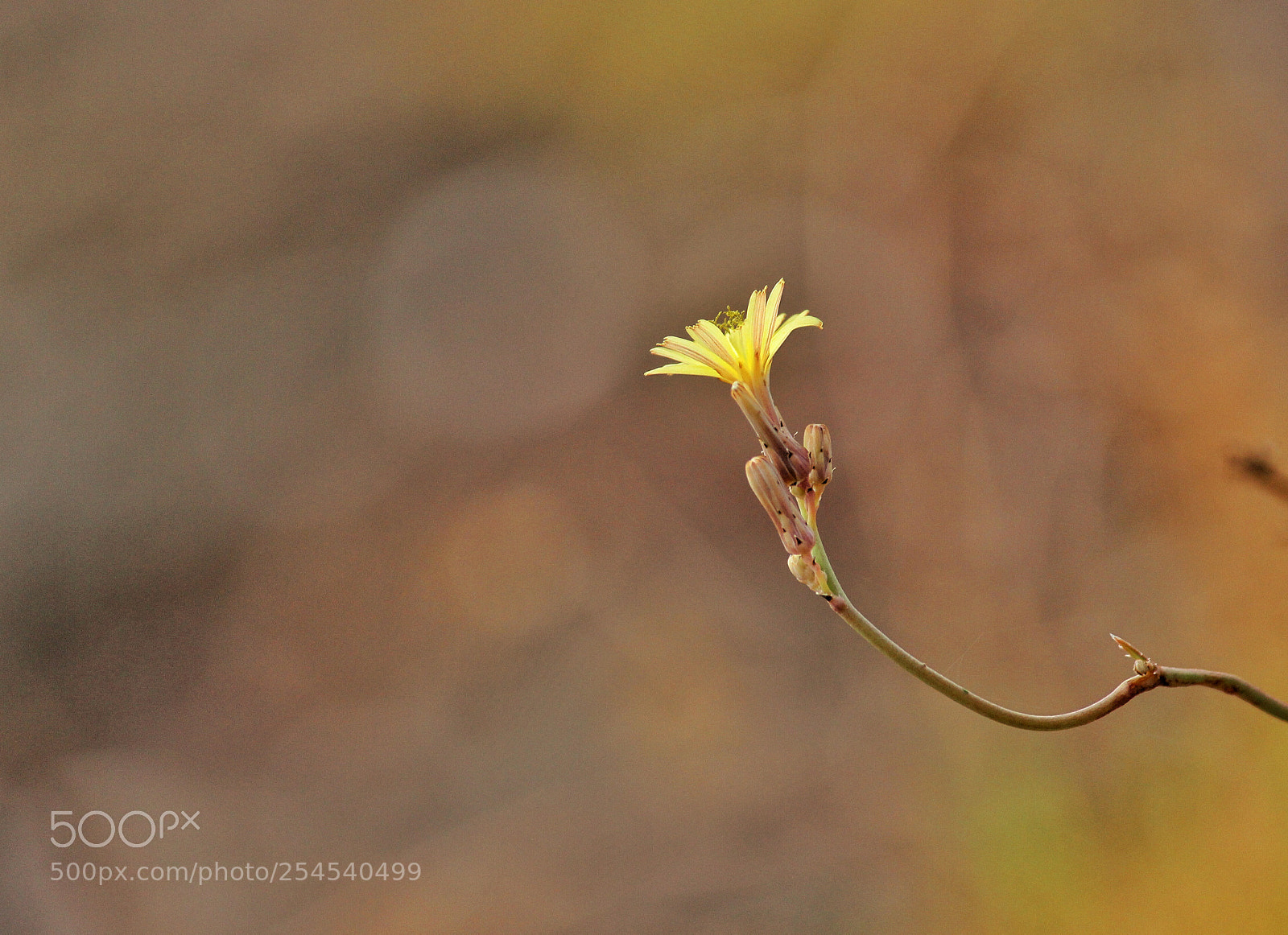 Canon EOS 600D (Rebel EOS T3i / EOS Kiss X5) sample photo. Nature. photography