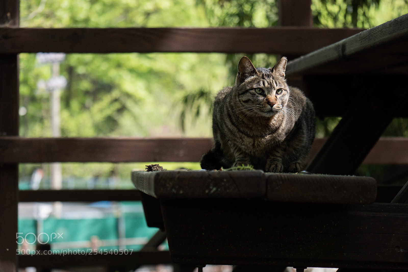Panasonic Lumix DC-G9 sample photo. 벤치에 앉은 회색 고양이 photography