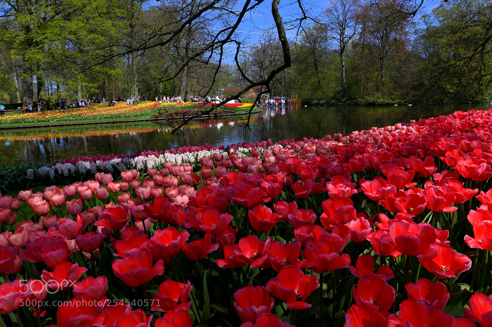 Canon EF 24-70mm F4L IS USM sample photo. Springtime at the keukenhof photography