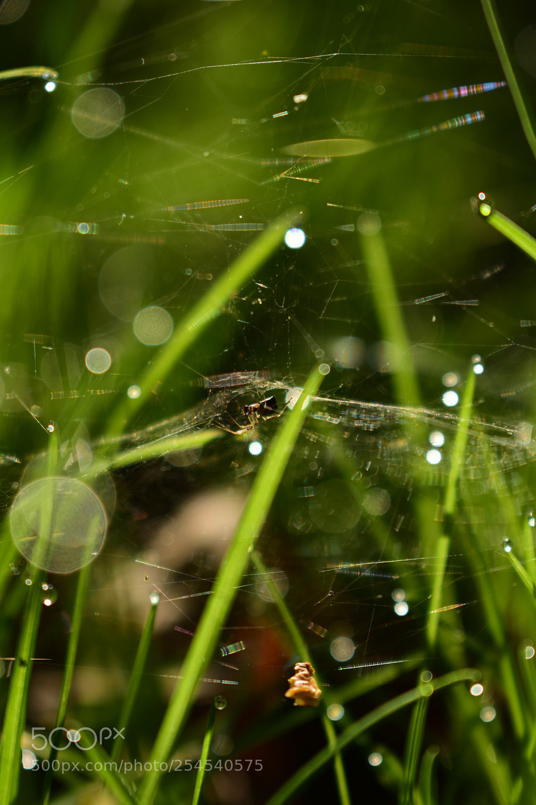 Nikon D3400 sample photo. Hello my friend photography