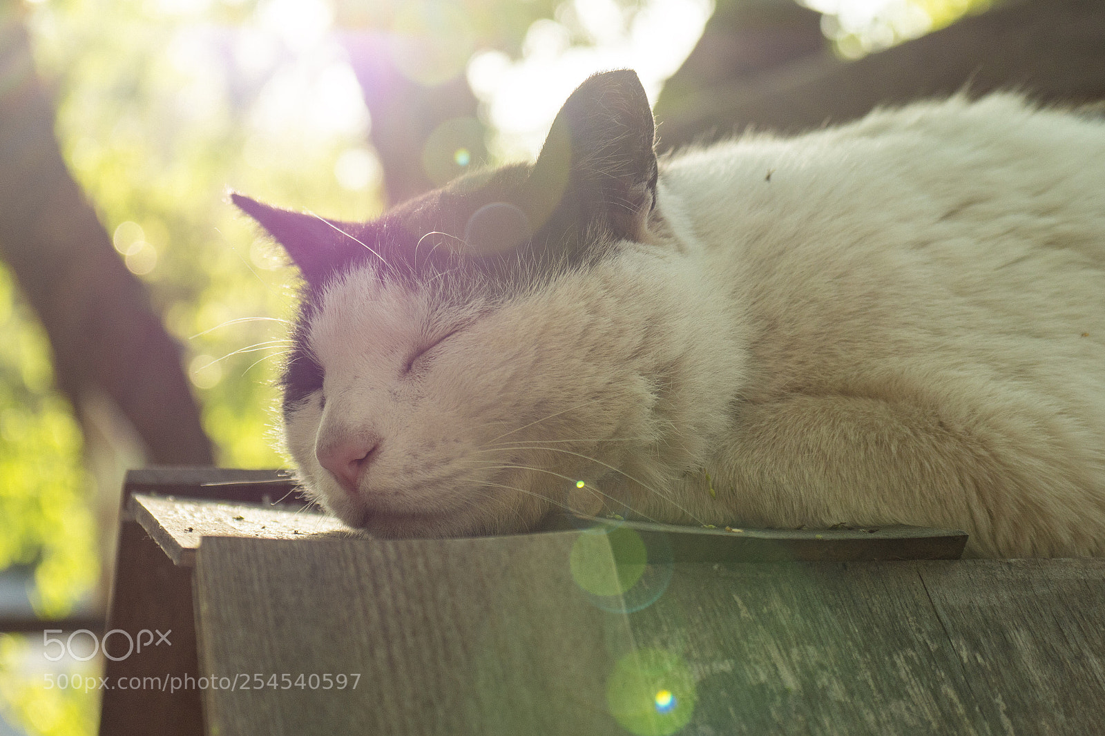 Panasonic Lumix DC-G9 sample photo. 햇빛을 맞으며 잠을 자는 고양이 photography