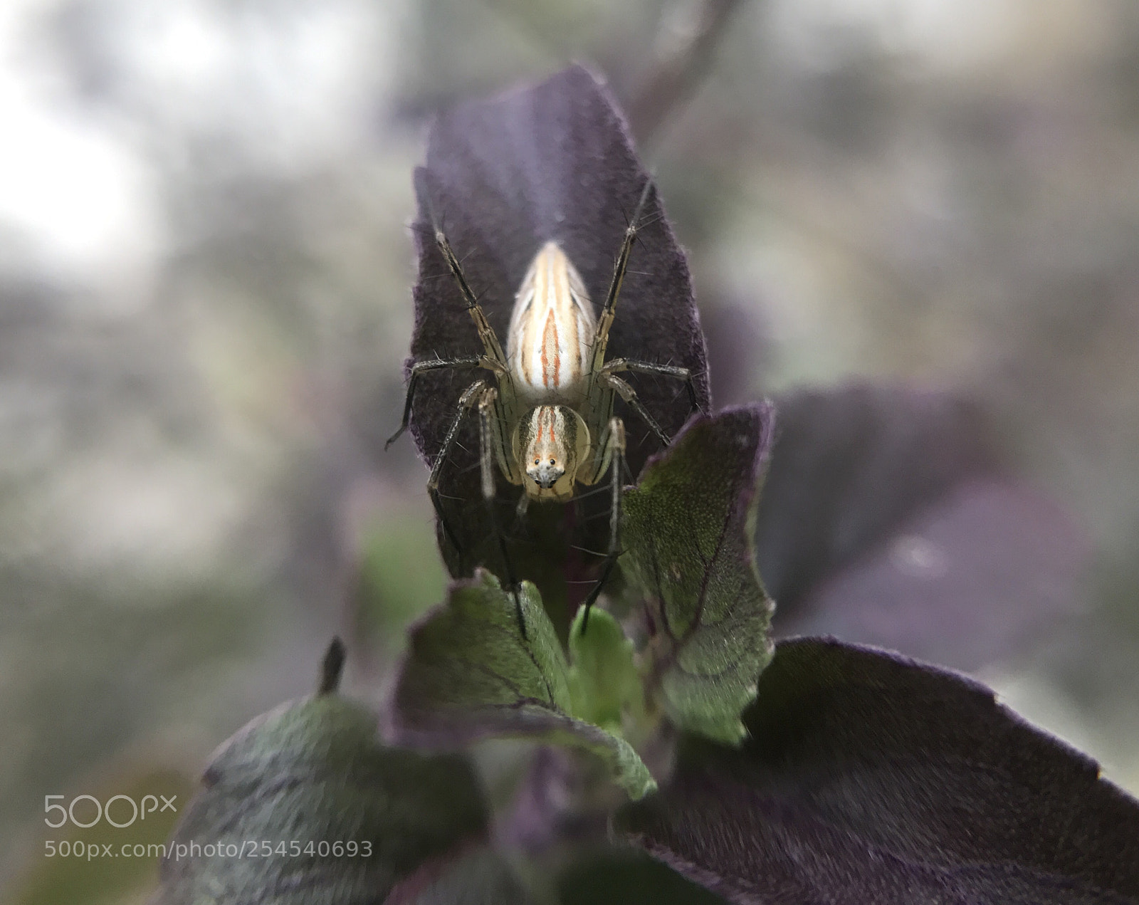 Apple iPhone 7 Plus sample photo. Spidey photography