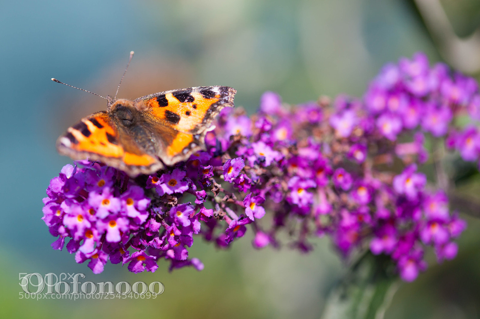 Canon EOS 5D Mark II sample photo. Butterfly photography