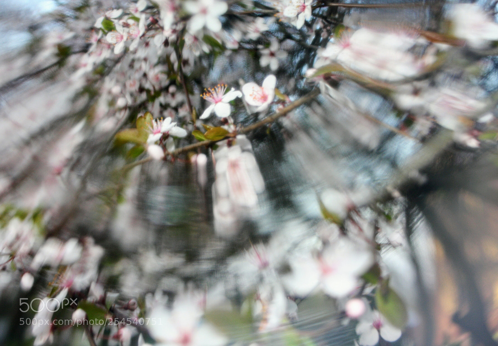 Canon EOS 40D sample photo. Blossom photography