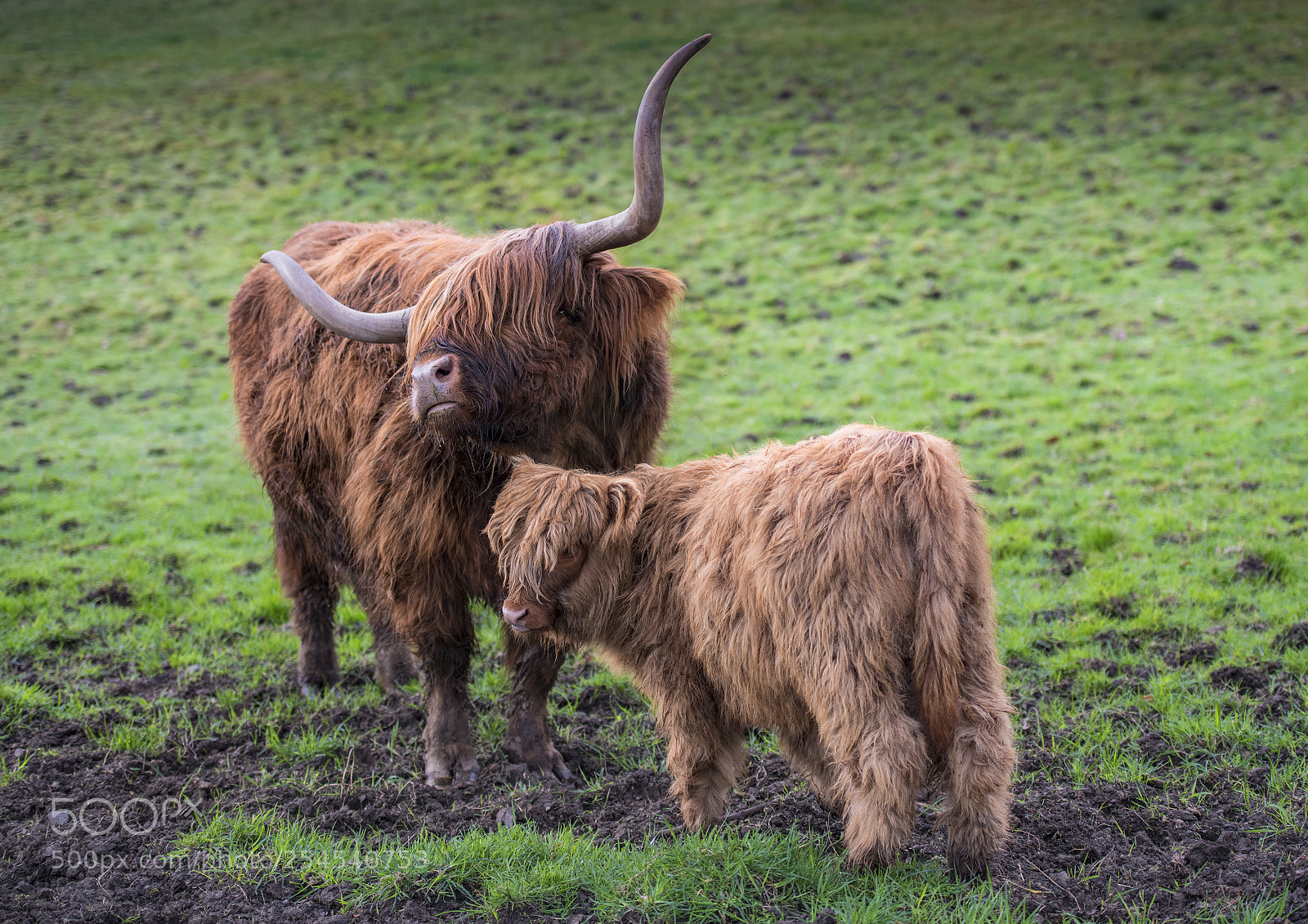 Nikon D850 sample photo. Highland cattle photography
