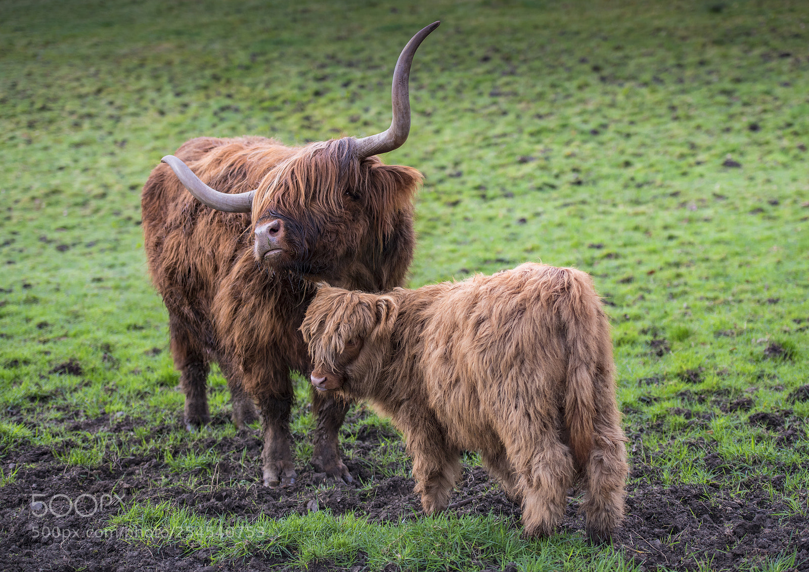 Nikon D850 sample photo. Highland cattle photography