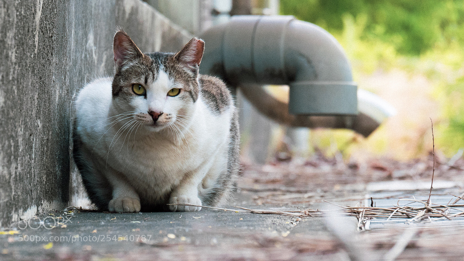 Panasonic Lumix DC-G9 sample photo. 배관구 앞에 앉은 고양이 photography