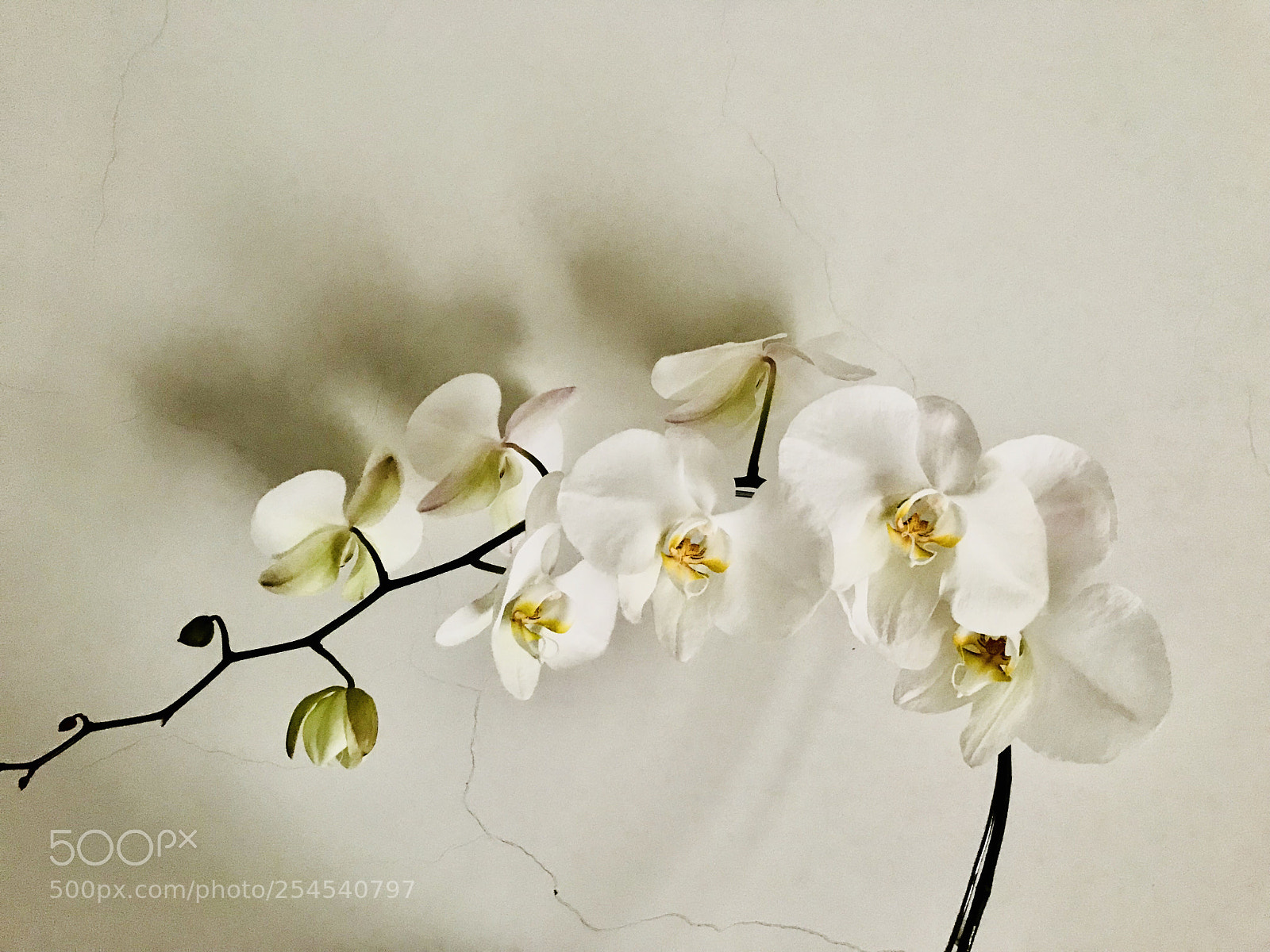Apple iPhone 7 sample photo. White orchids photography