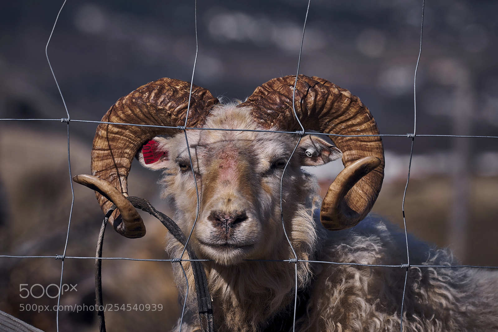 Sony a7 II sample photo. Ram photography