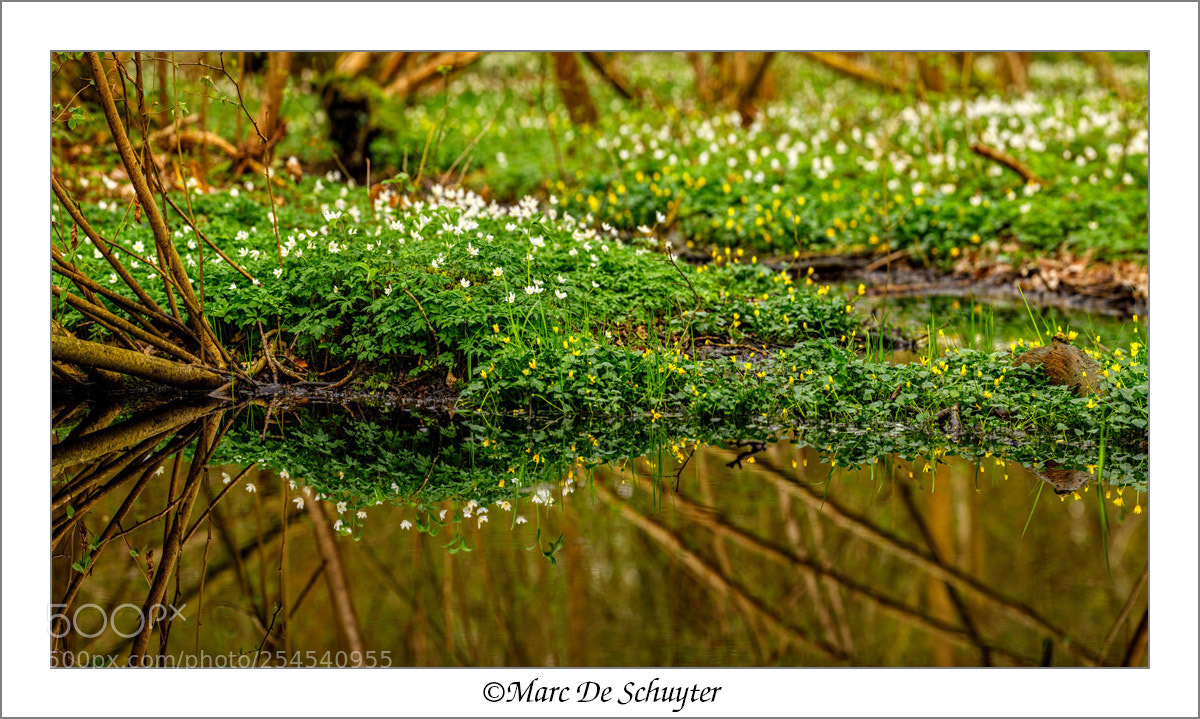 Canon EOS 5D Mark IV sample photo. Reflection of wood anemone photography