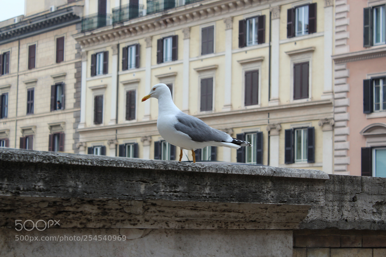 Canon EOS 1300D (EOS Rebel T6 / EOS Kiss X80) sample photo. King of rome. photography