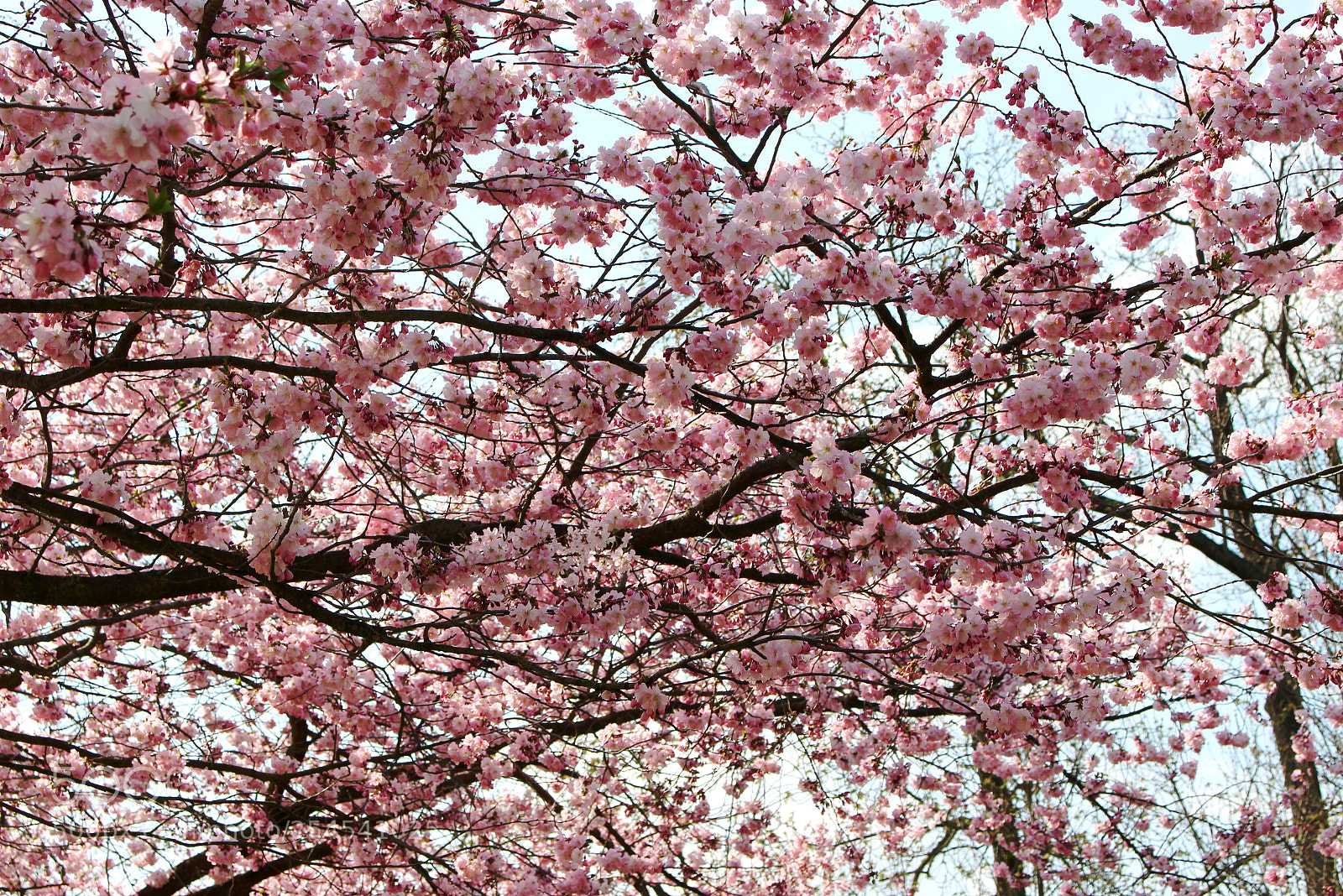 Canon EOS 100D (EOS Rebel SL1 / EOS Kiss X7) sample photo. Cherry blossoms in prague photography