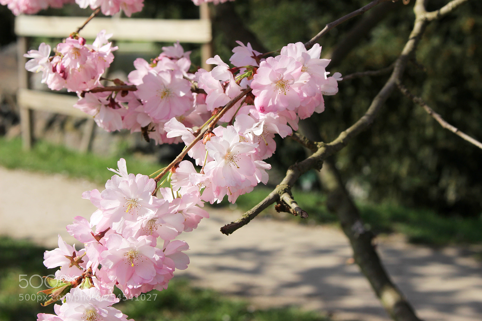 Canon EOS 100D (EOS Rebel SL1 / EOS Kiss X7) sample photo. Cherry blossoms in prague photography
