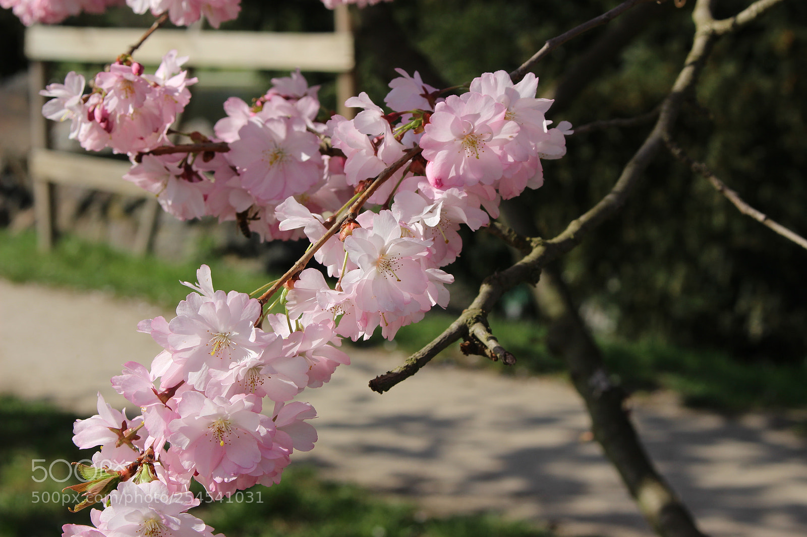 Canon EOS 100D (EOS Rebel SL1 / EOS Kiss X7) sample photo. Cherry blossoms in prague photography