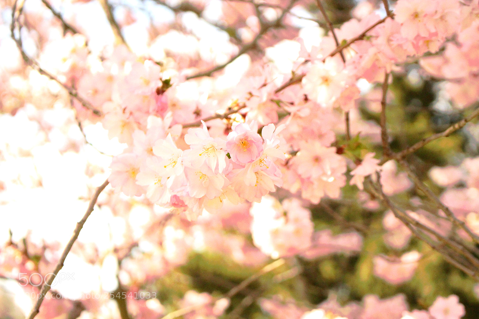 Canon EOS 100D (EOS Rebel SL1 / EOS Kiss X7) sample photo. Cherry blossoms in prague photography