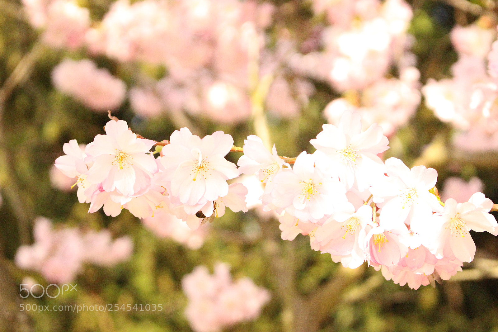 Canon EOS 100D (EOS Rebel SL1 / EOS Kiss X7) sample photo. Cherry blossoms in prague photography