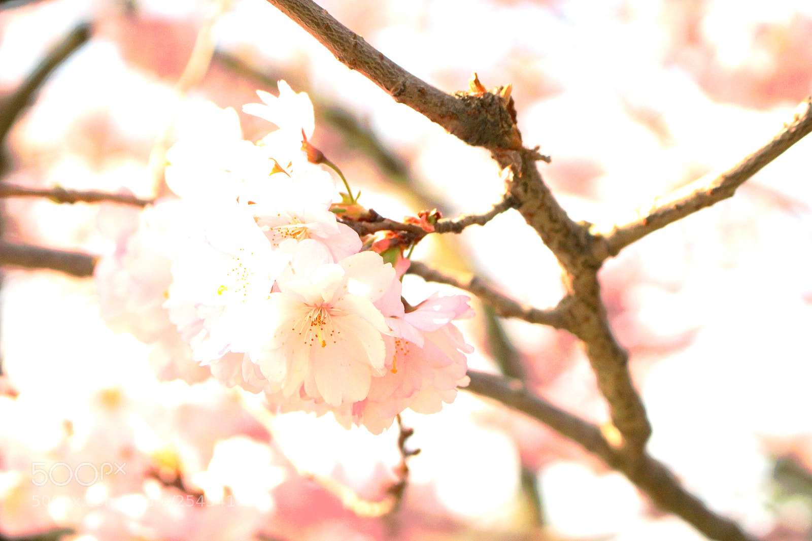 Canon EOS 100D (EOS Rebel SL1 / EOS Kiss X7) sample photo. Cherry blossoms in prague photography