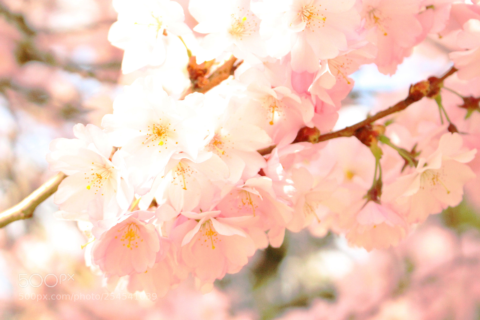 Canon EOS 100D (EOS Rebel SL1 / EOS Kiss X7) sample photo. Cherry blossoms in prague photography