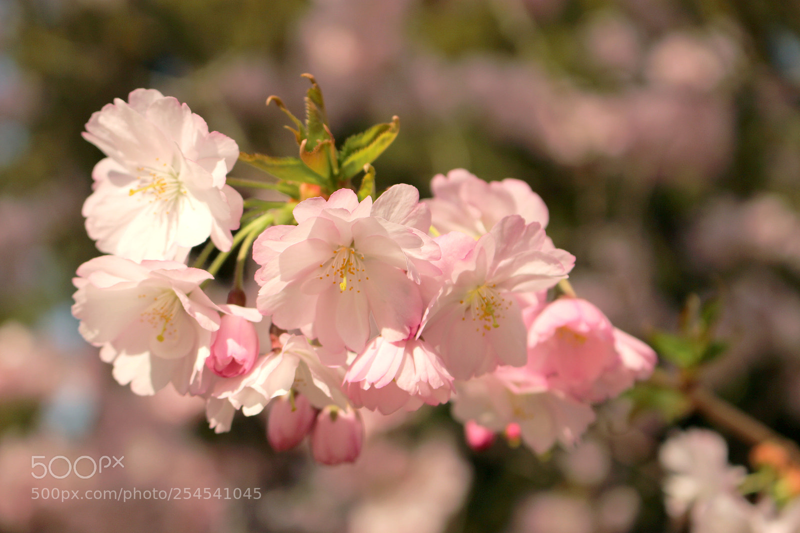 Canon EOS 100D (EOS Rebel SL1 / EOS Kiss X7) sample photo. Cherry blossoms in prague photography