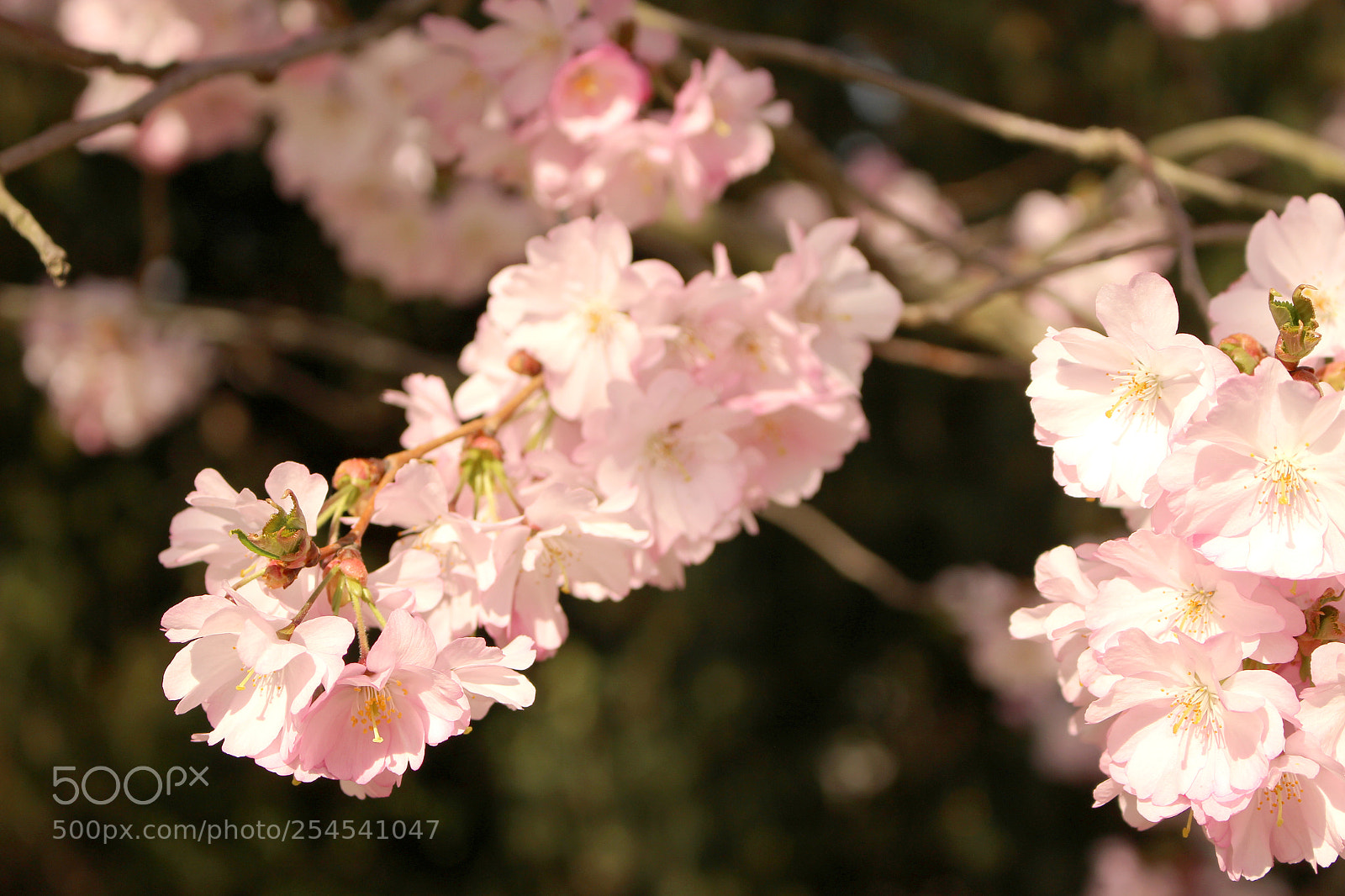 Canon EOS 100D (EOS Rebel SL1 / EOS Kiss X7) sample photo. Cherry blossoms in prague photography