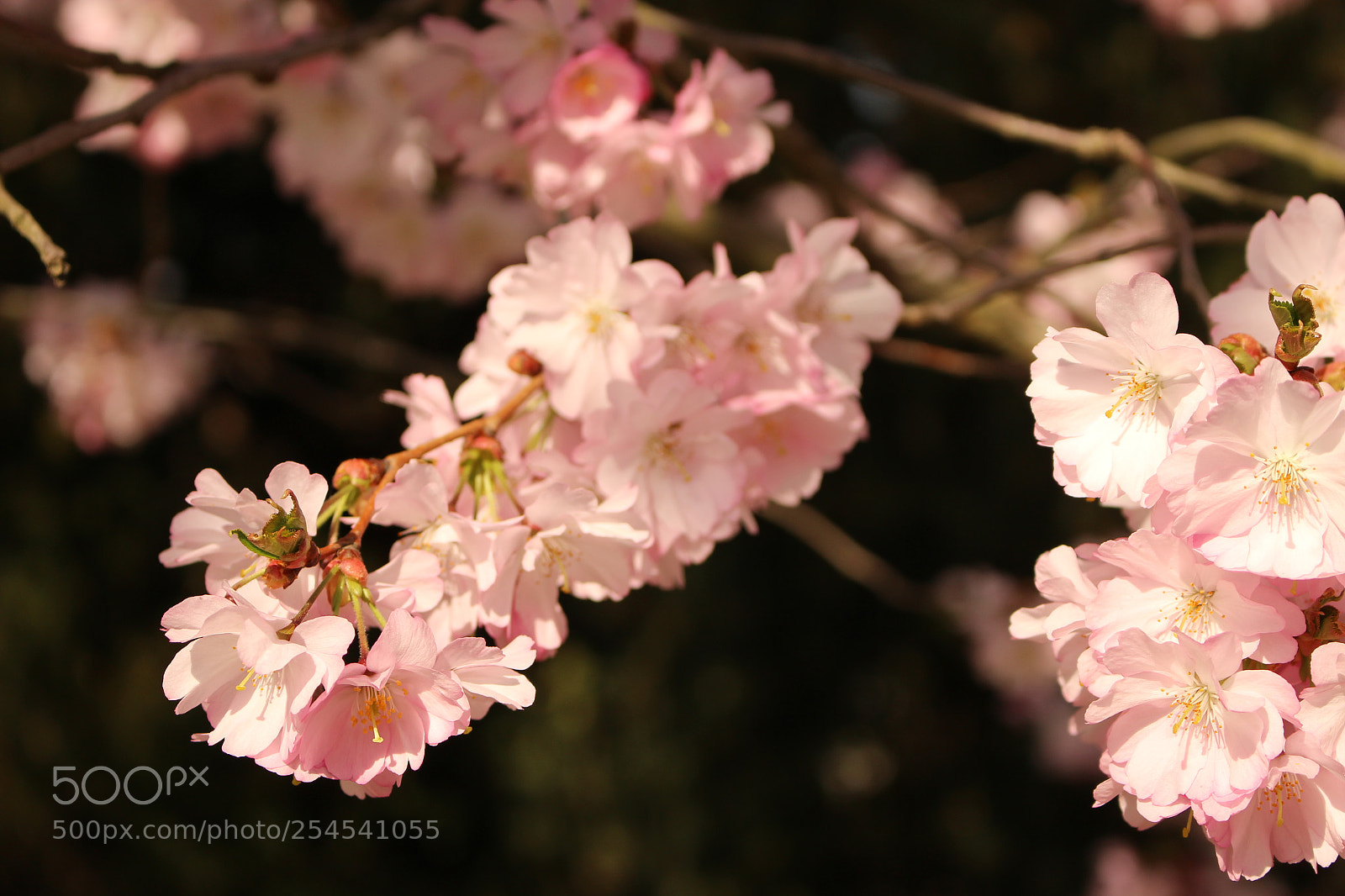 Canon EOS 100D (EOS Rebel SL1 / EOS Kiss X7) sample photo. Cherry blossoms in prague photography