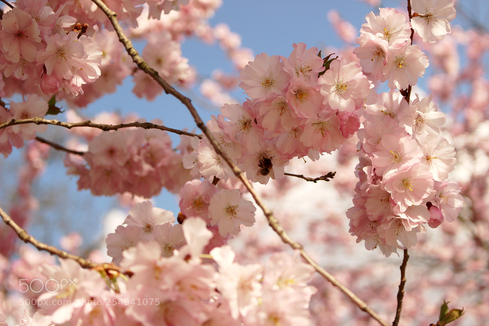 Canon EOS 100D (EOS Rebel SL1 / EOS Kiss X7) sample photo. Cherry blossoms in prague photography