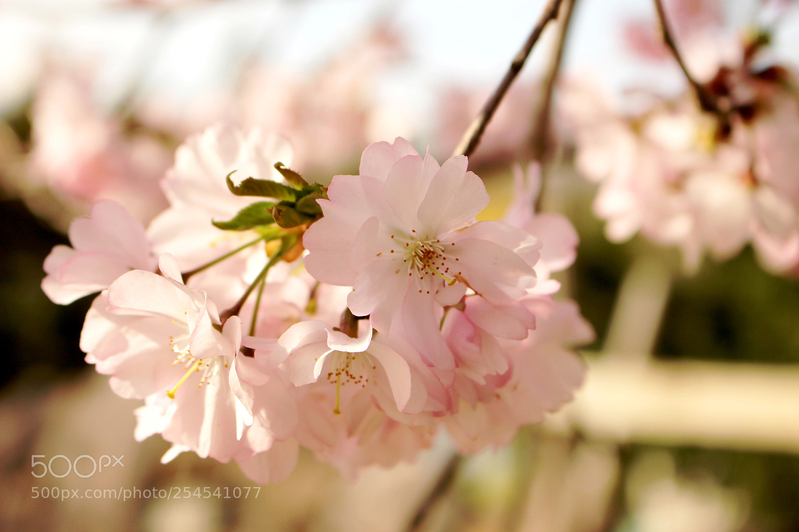 Canon EOS 100D (EOS Rebel SL1 / EOS Kiss X7) sample photo. Cherry blossoms in prague photography