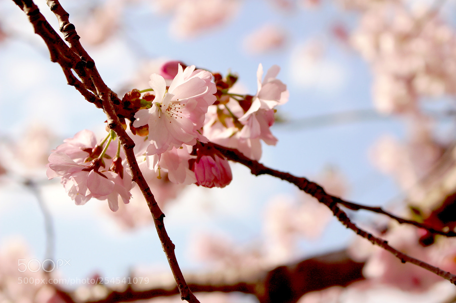 Canon EOS 100D (EOS Rebel SL1 / EOS Kiss X7) sample photo. Cherry blossoms in prague photography