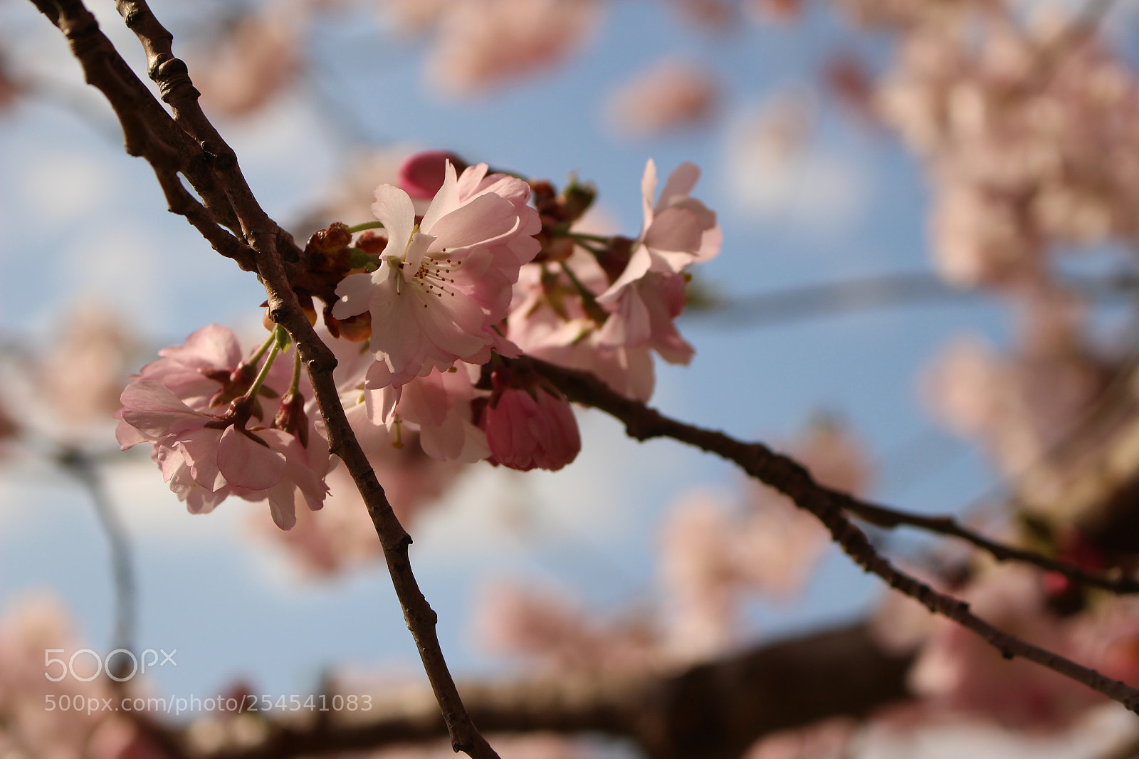 Canon EOS 100D (EOS Rebel SL1 / EOS Kiss X7) sample photo. Cherry blossoms in prague photography