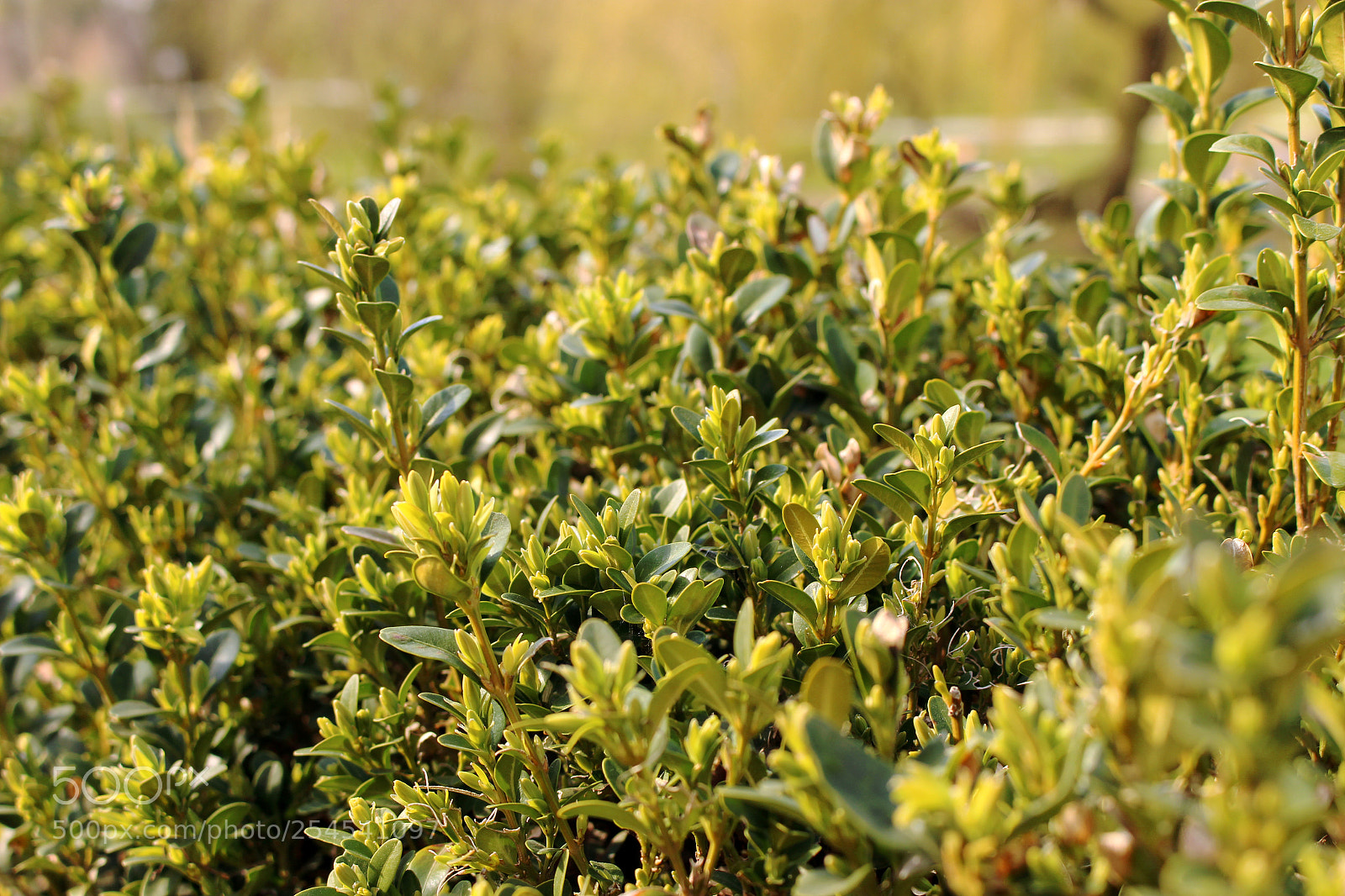Canon EOS 100D (EOS Rebel SL1 / EOS Kiss X7) sample photo. Close up of plant photography