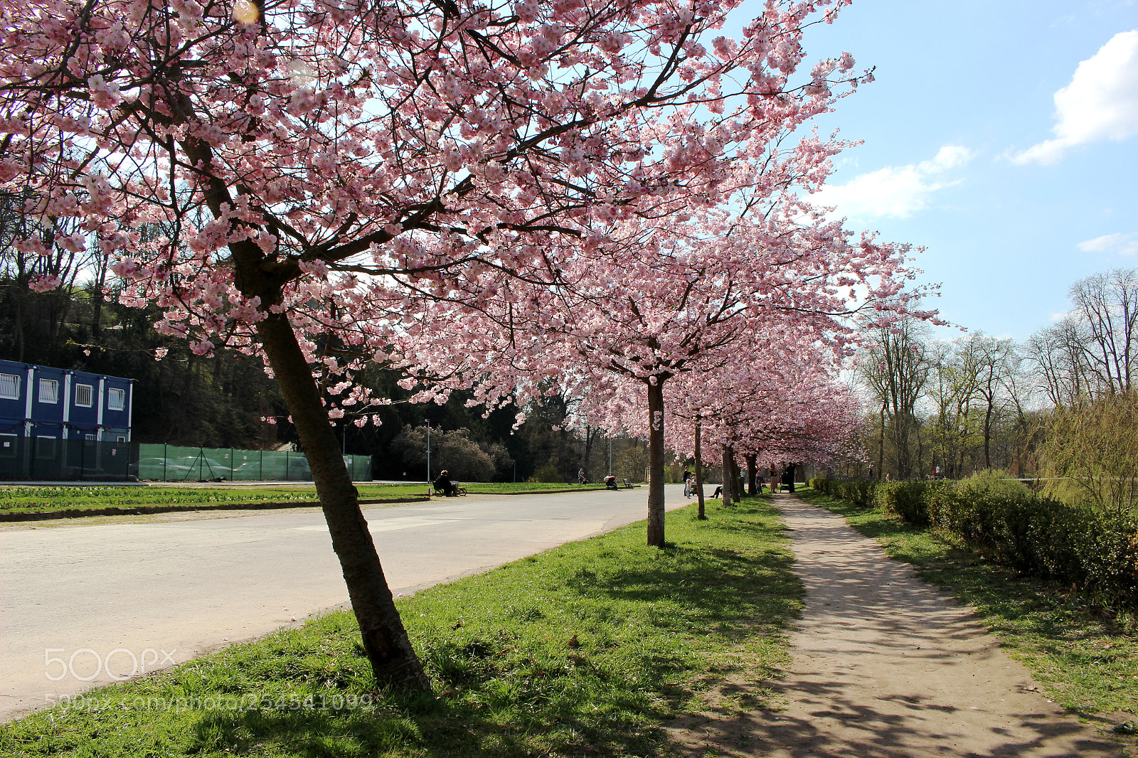 Canon EOS 100D (EOS Rebel SL1 / EOS Kiss X7) sample photo. Cherry blossoms in park photography