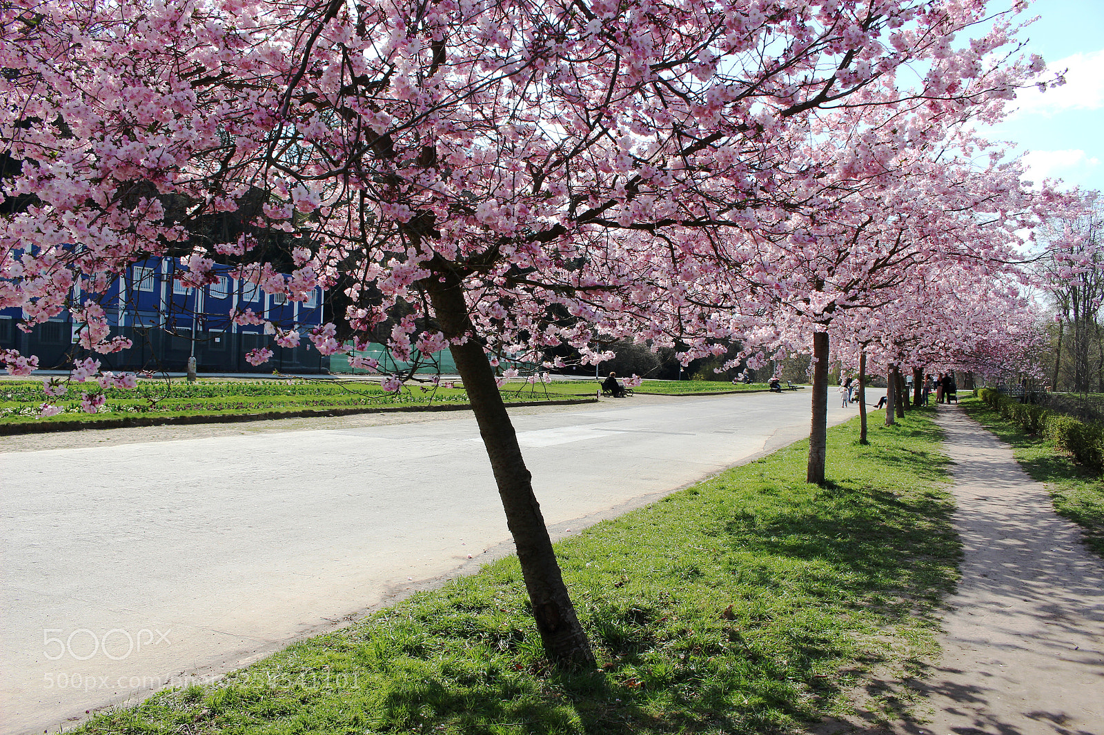 Canon EOS 100D (EOS Rebel SL1 / EOS Kiss X7) sample photo. Cherry blossoms in park photography