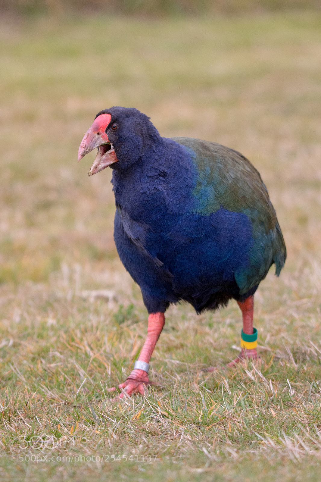 Canon EOS 7D Mark II sample photo. Takahe photography