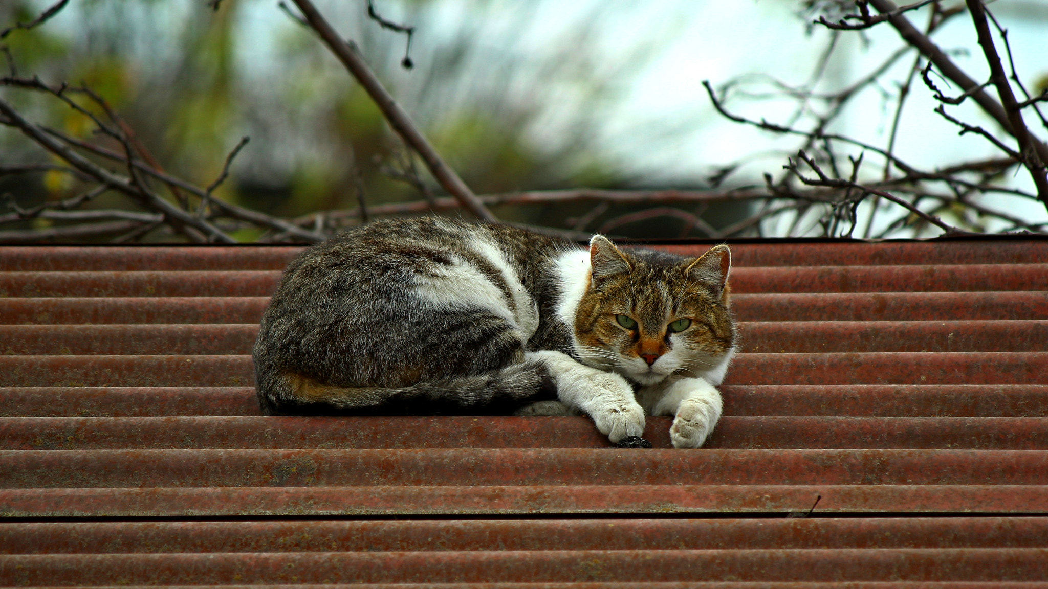 Canon EF-S 55-250mm F4-5.6 IS sample photo. Cat on a warm tin roof photography